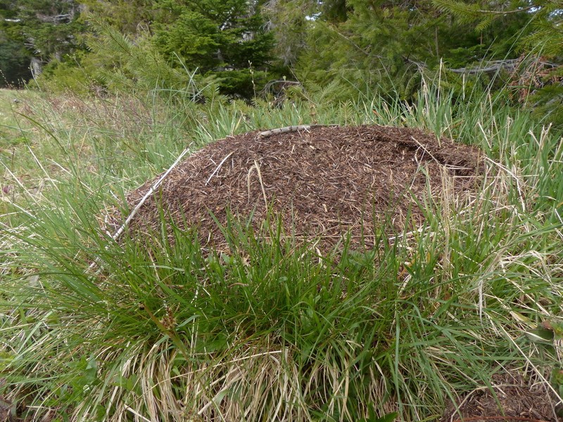 Northern Sedge photo 5