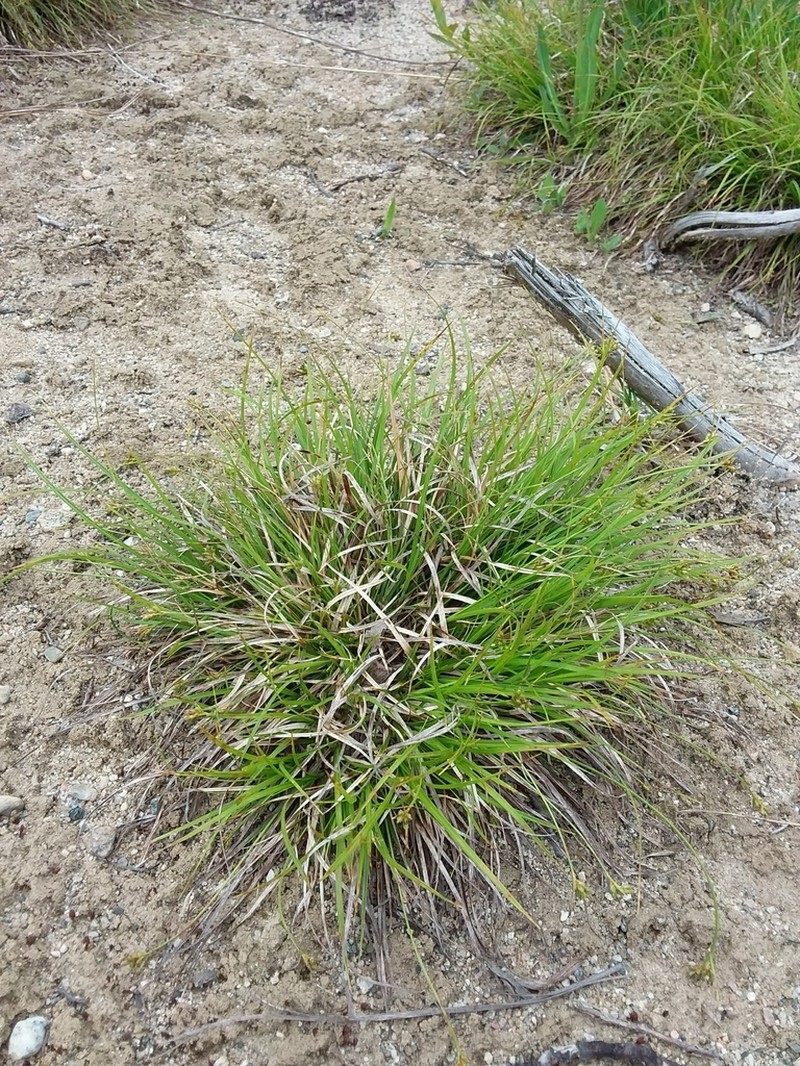 Northern Sedge photo 6