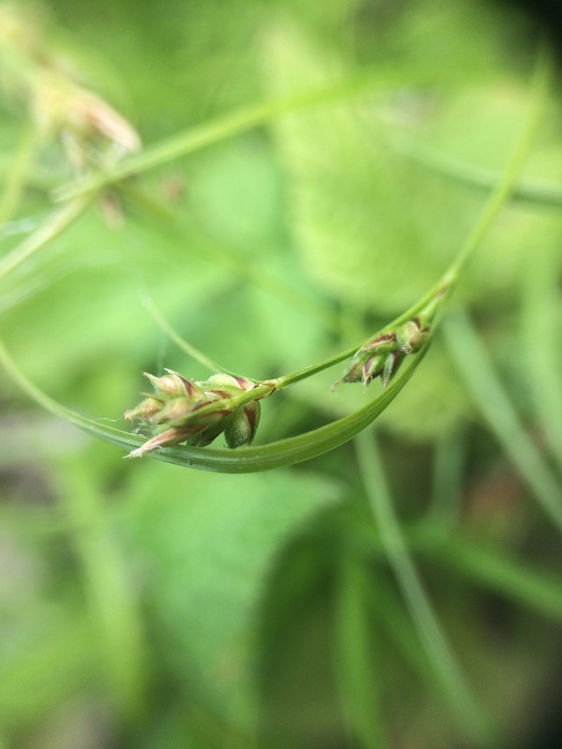 Northern Sedge photo 7