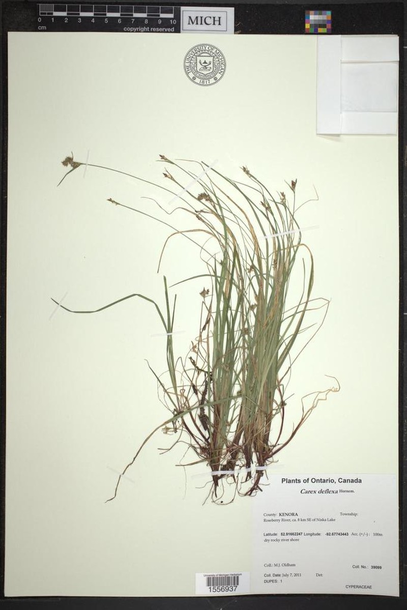 Northern Sedge photo 8