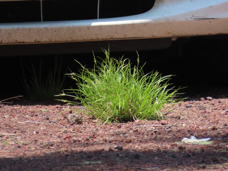 Carex deflexa var. boottii