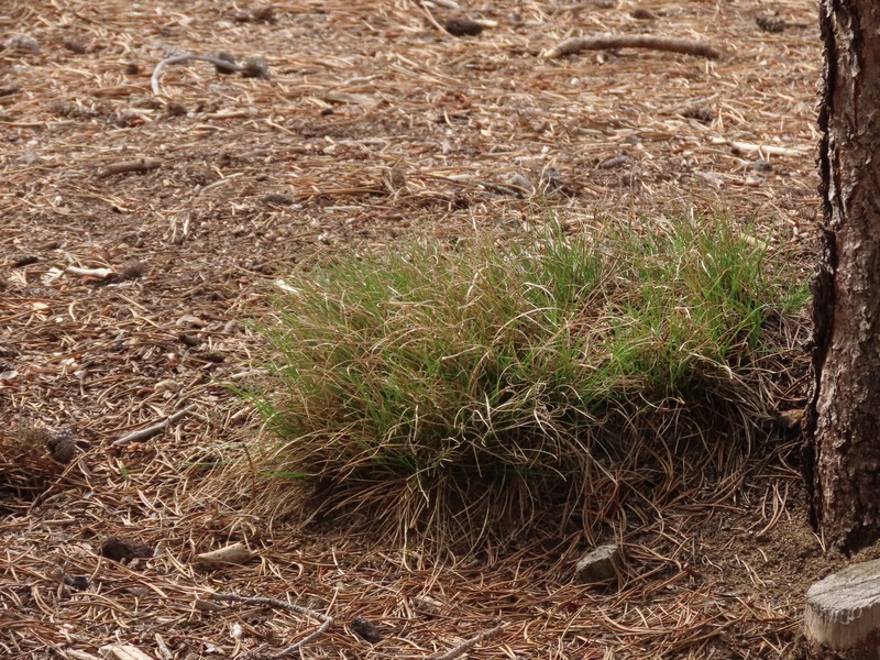 Carex deflexa var. boottii photo 2