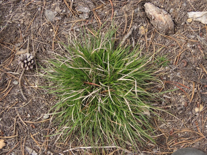 Carex deflexa var. boottii photo 3