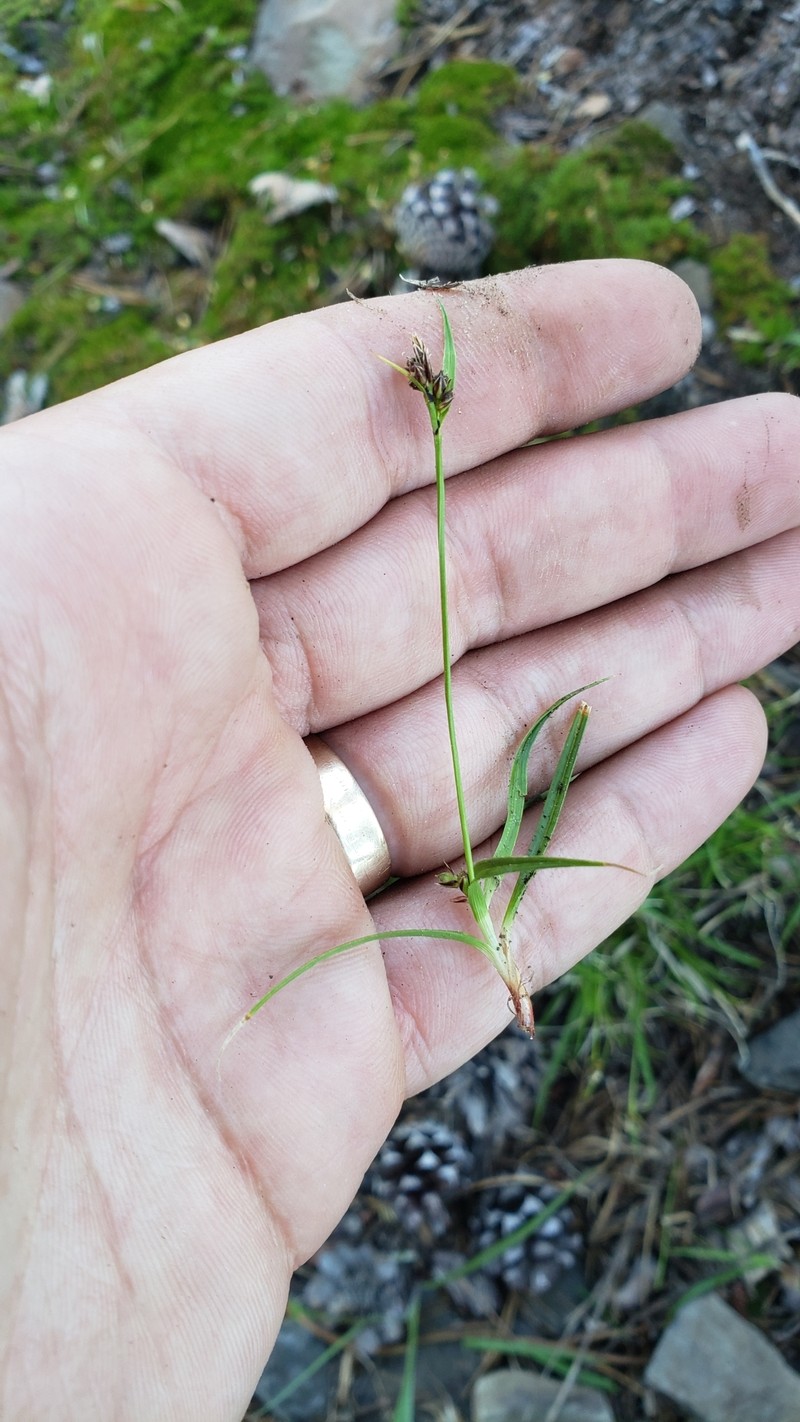 Carex deflexa var. boottii photo 4