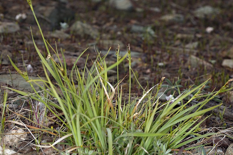 Carex deflexa var. boottii photo 5
