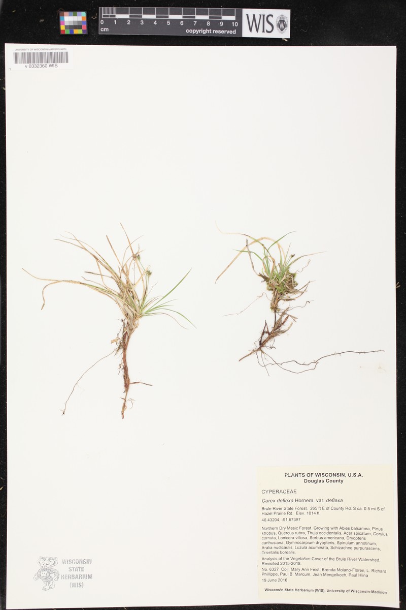 Carex deflexa var. deflexa photo 2