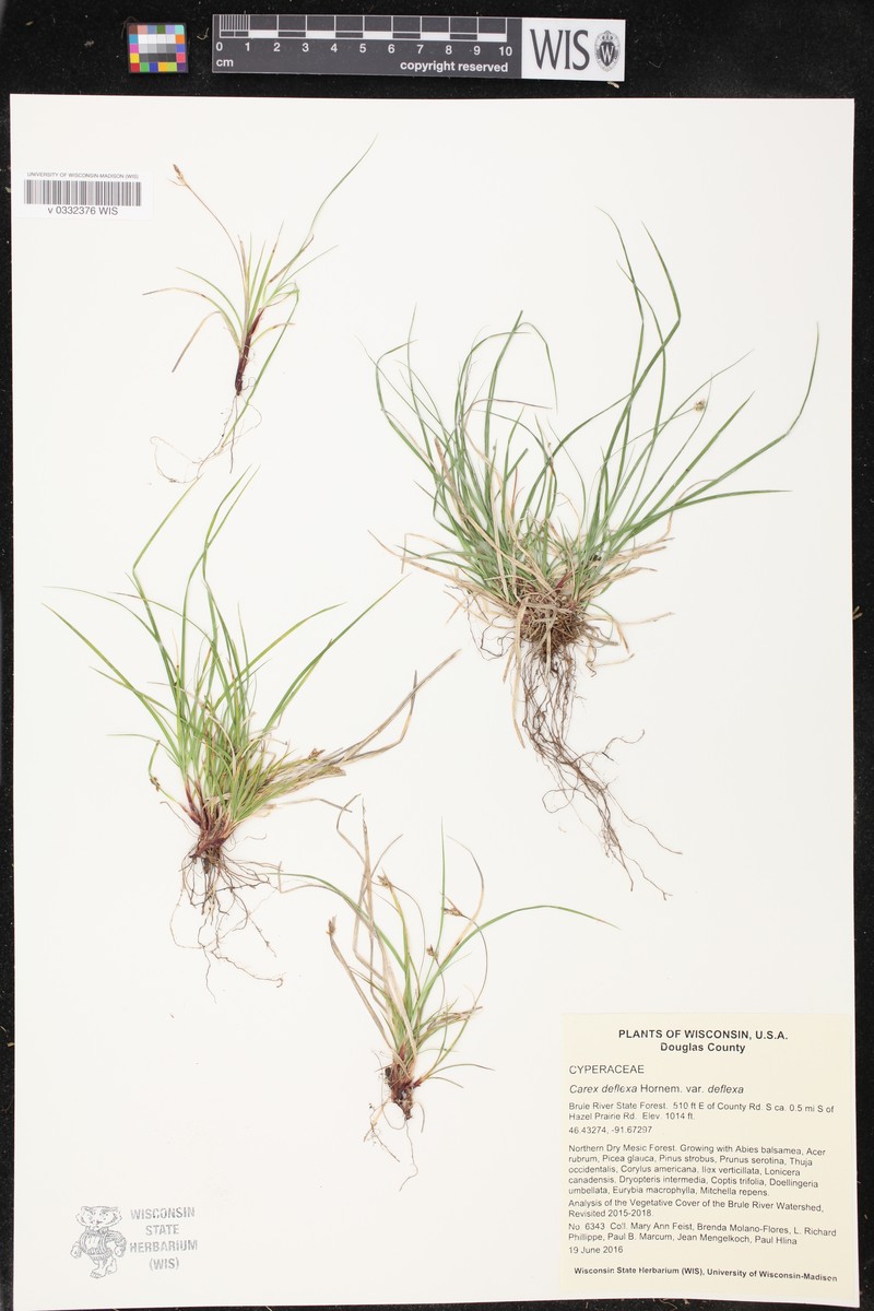 Carex deflexa var. deflexa photo 3