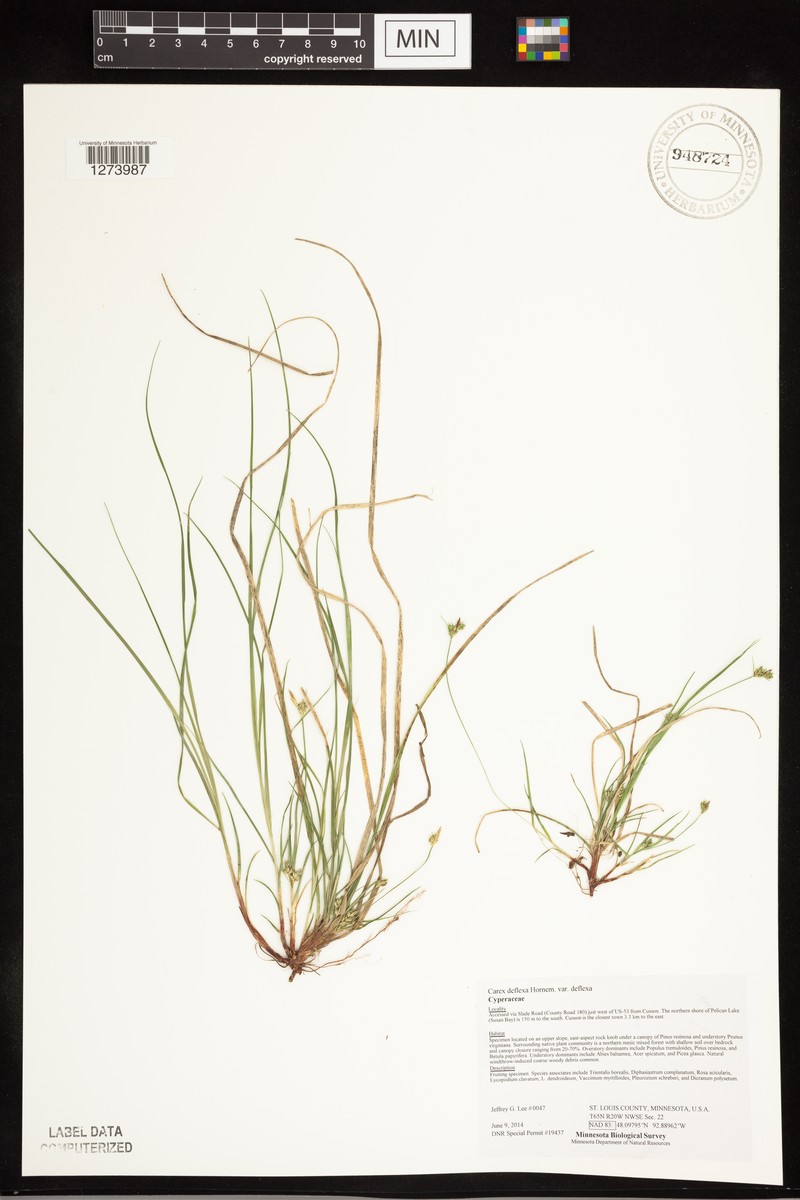Carex deflexa var. deflexa photo 4