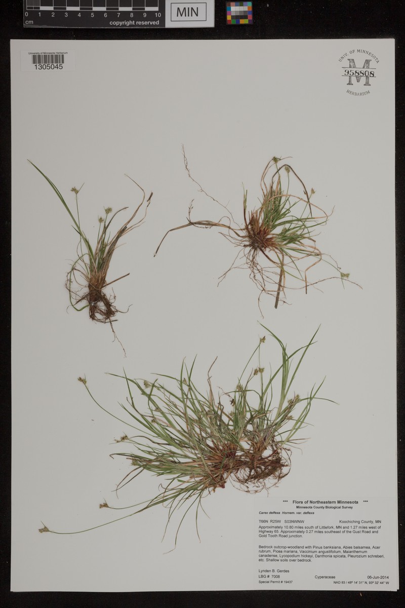 Carex deflexa var. deflexa photo 5