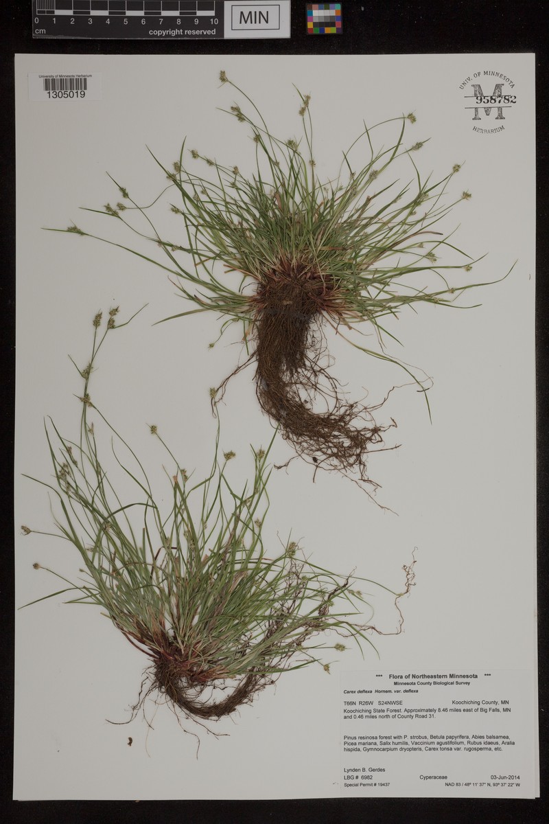 Carex deflexa var. deflexa photo 6