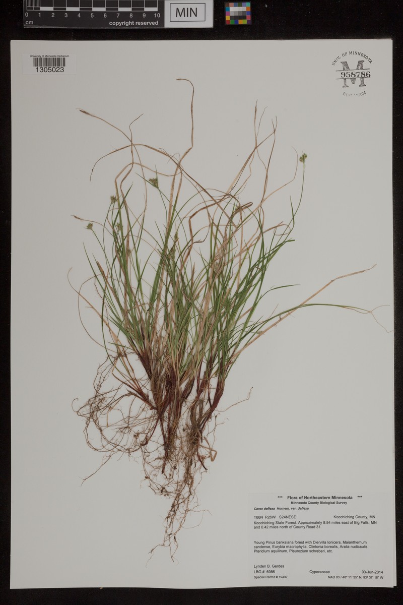 Carex deflexa var. deflexa photo 7