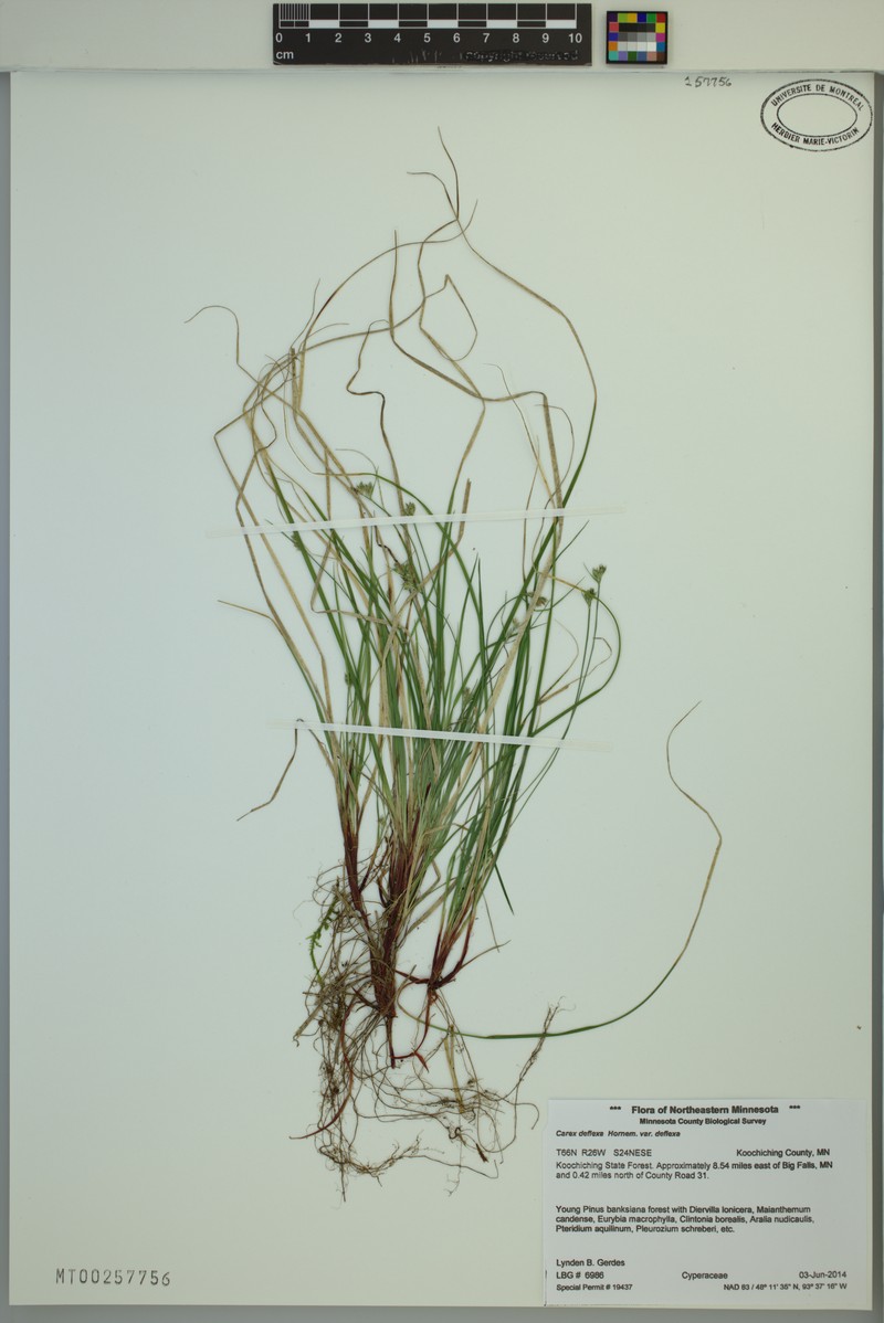 Carex deflexa var. deflexa photo 8
