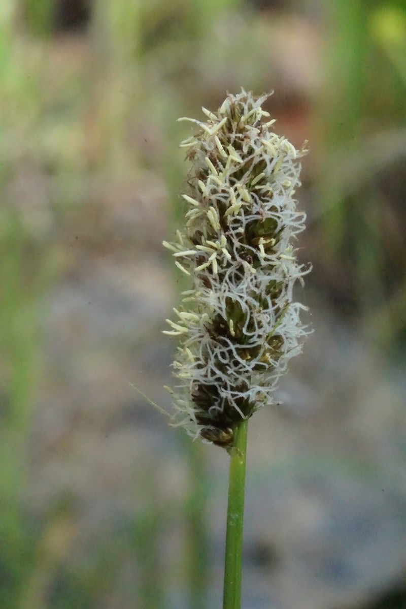 Dense Sedge photo 6