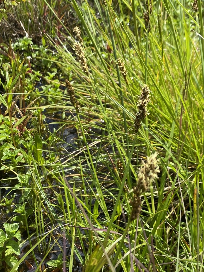 Dense Sedge photo 8