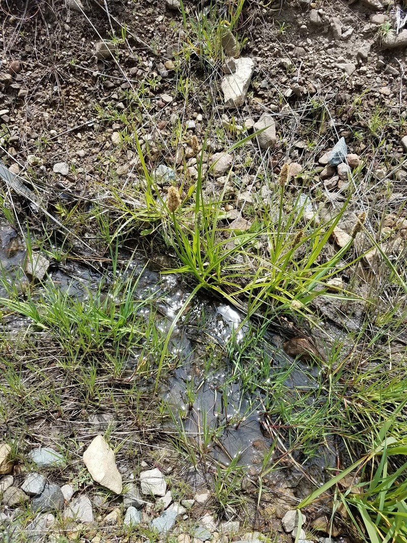 Dudley's Sedge photo 4
