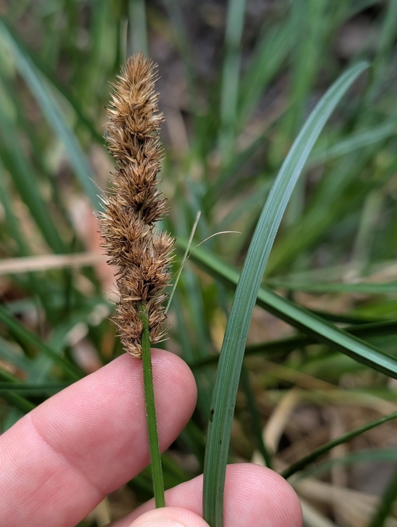 Dudley's Sedge photo 5