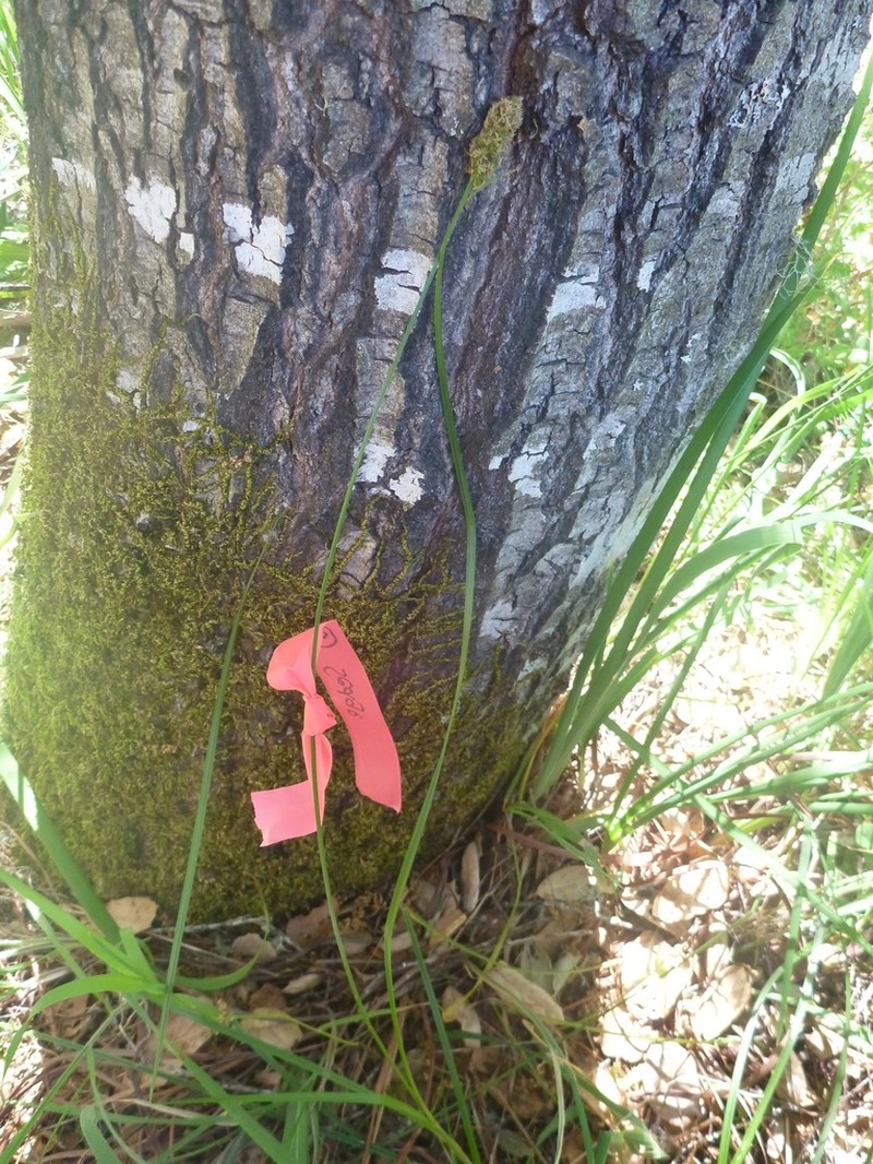 Dudley's Sedge photo 7