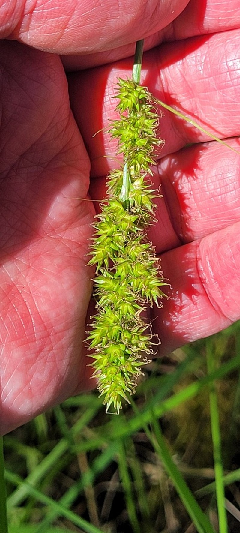 Western Fox Sedge photo 2