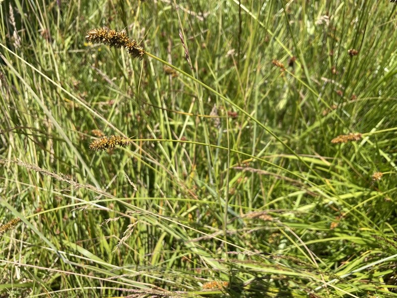 Western Fox Sedge photo 3