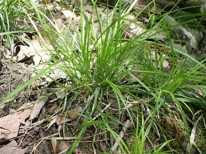 Carex deweyana var. deweyana photo 2