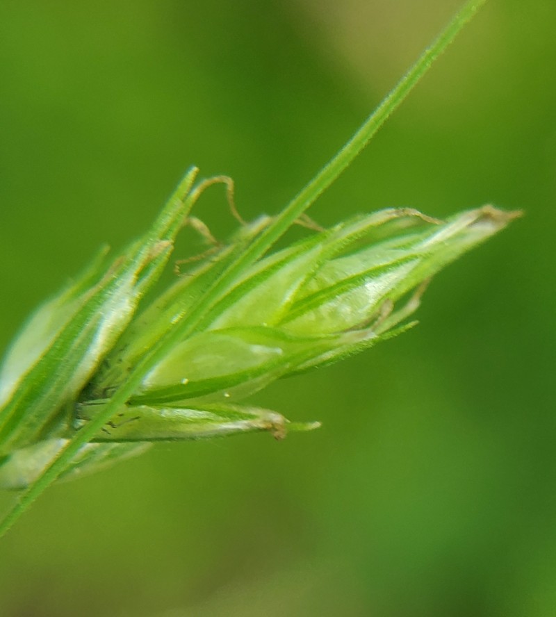 Carex deweyana var. deweyana photo 3