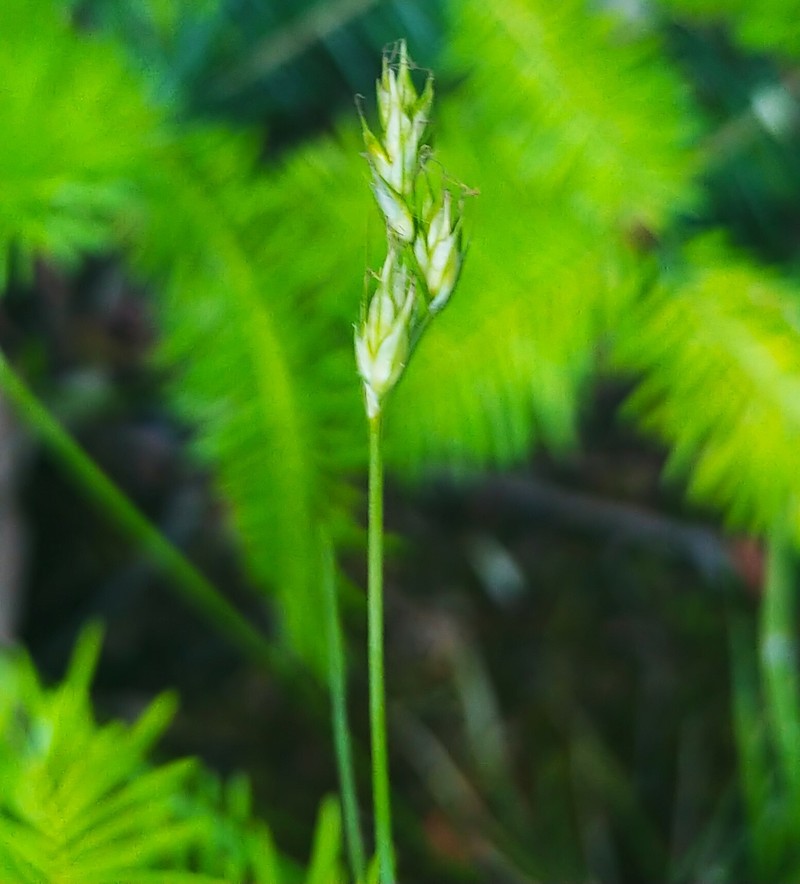 Carex deweyana var. deweyana photo 4