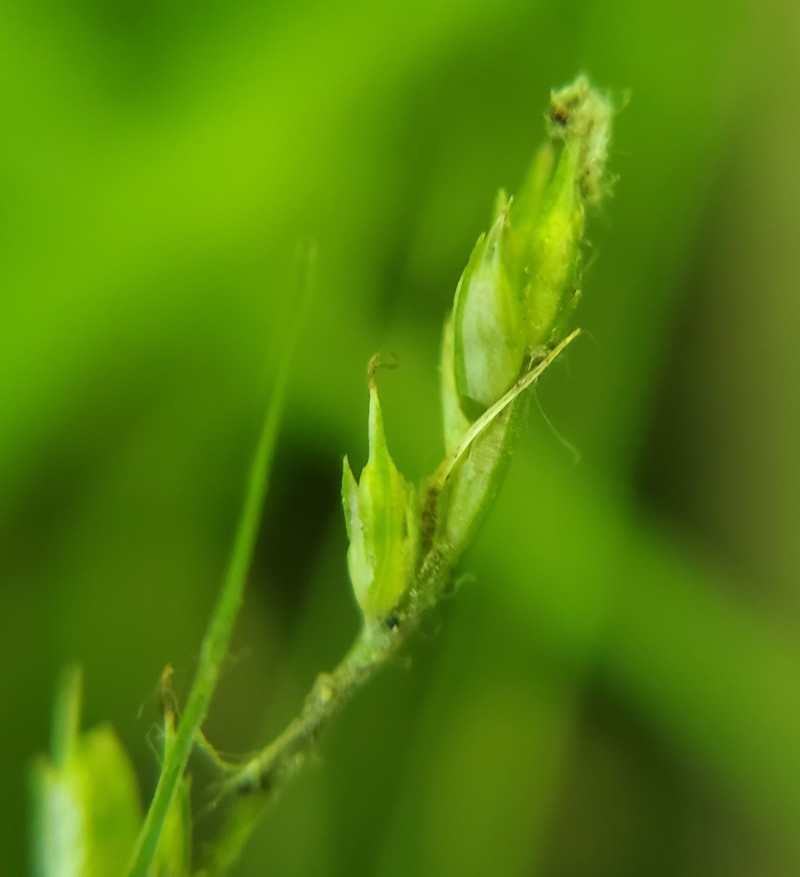 Carex deweyana var. deweyana photo 5