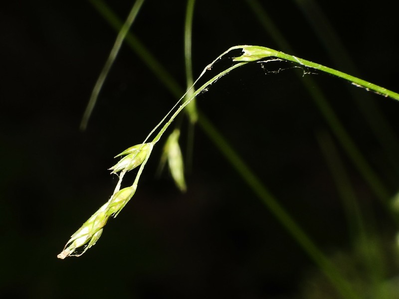Carex deweyana var. deweyana photo 6