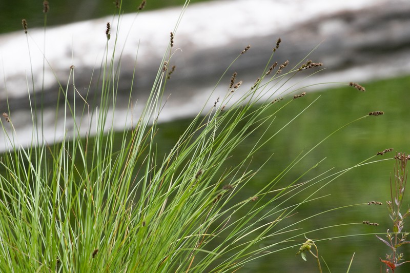 Lesser Panicled Sedge photo 4