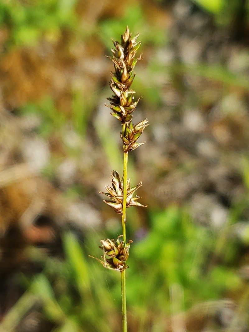 Lesser Panicled Sedge photo 5