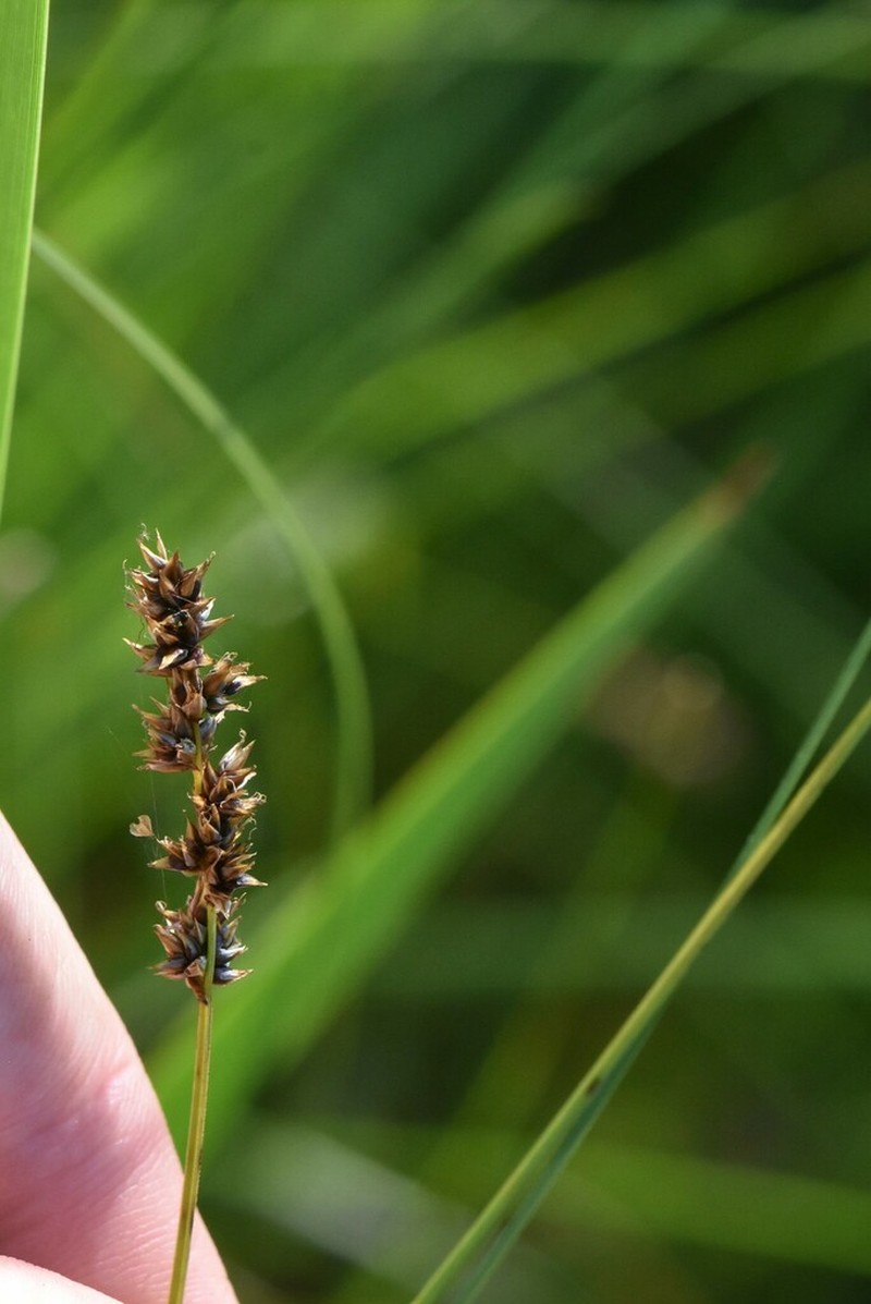 Lesser Panicled Sedge photo 6