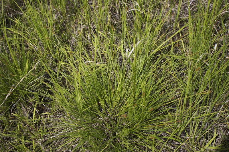 Lesser Panicled Sedge photo 7
