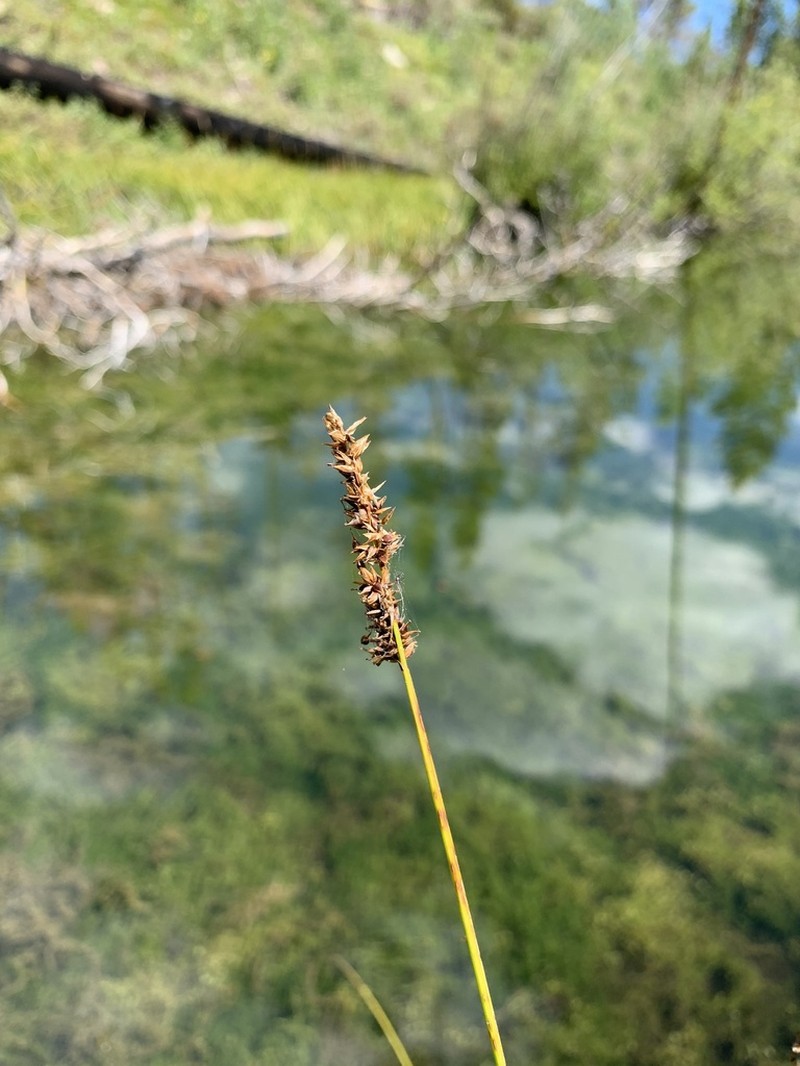 Lesser Panicled Sedge photo 8