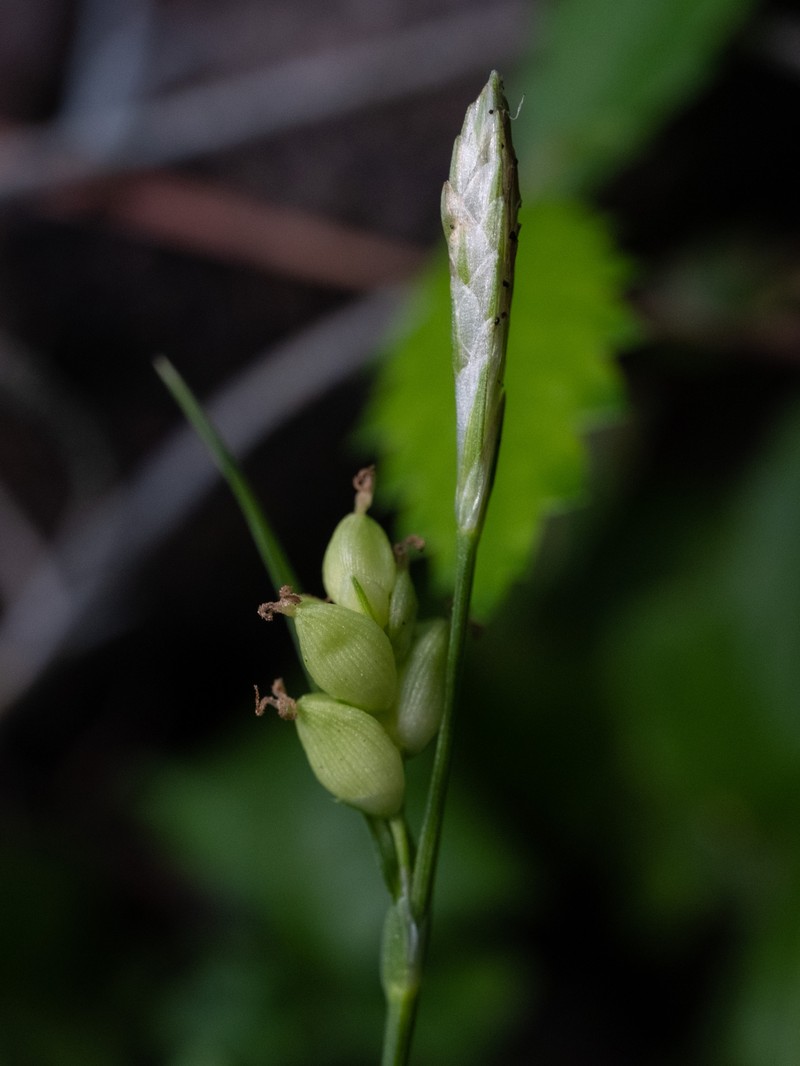 Slender Woodland Sedge