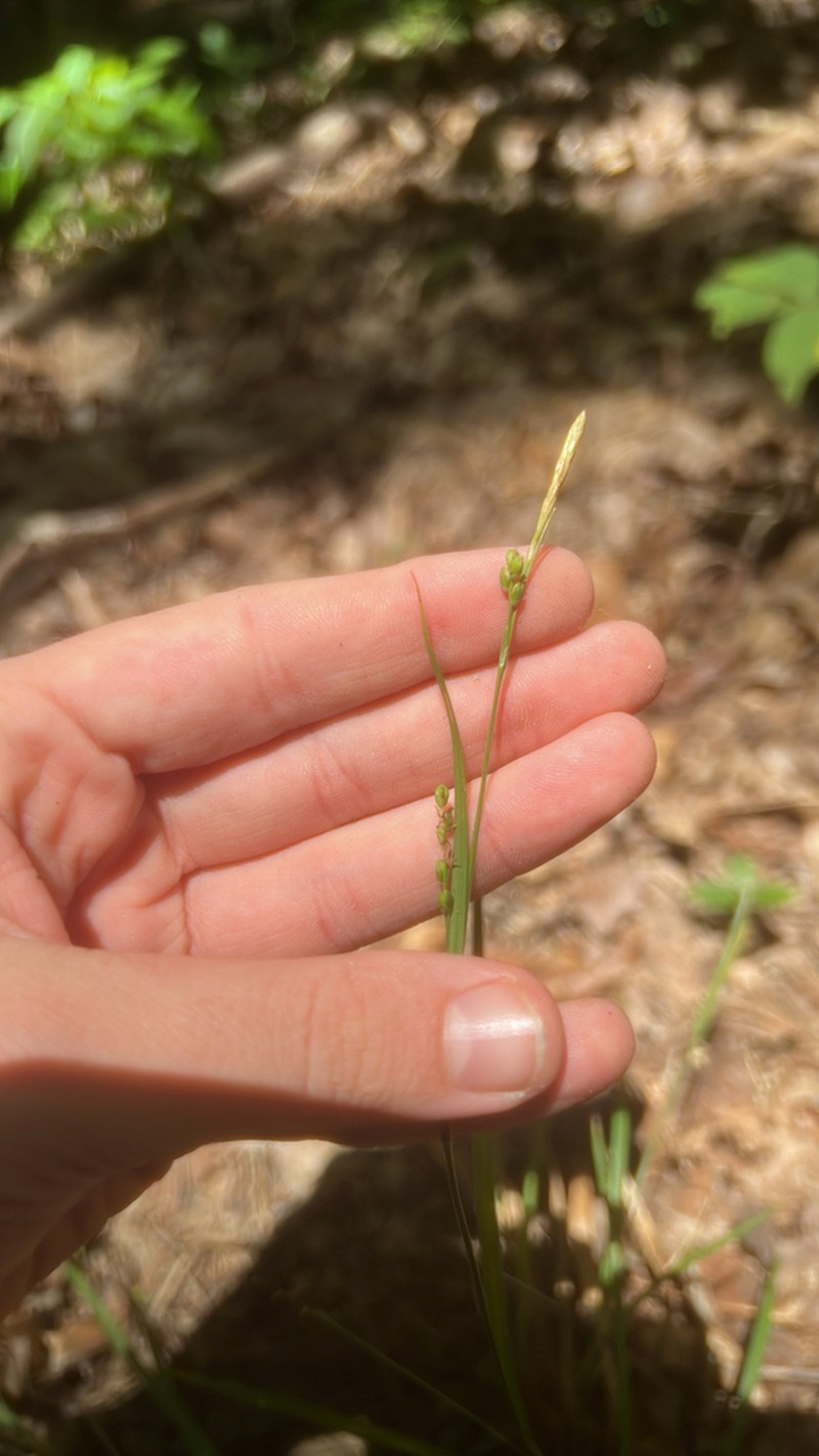 Slender Woodland Sedge photo 2