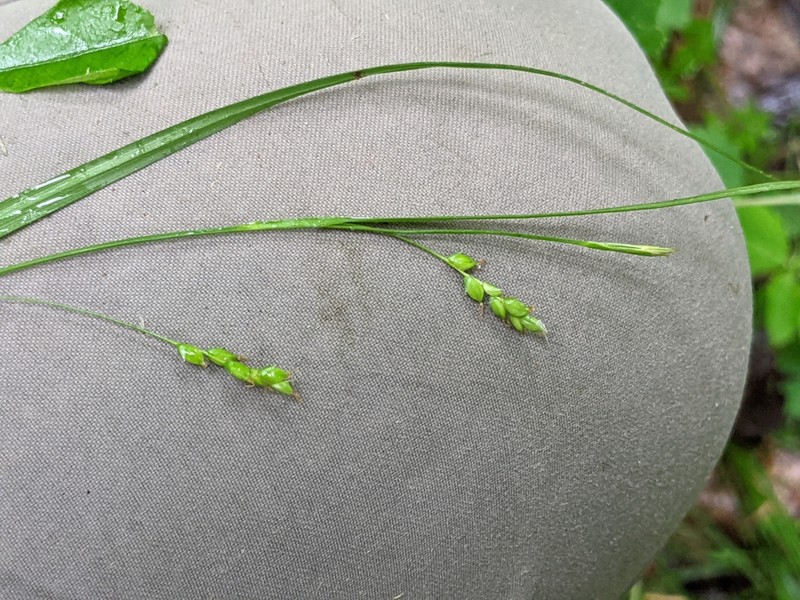 Slender Woodland Sedge photo 3