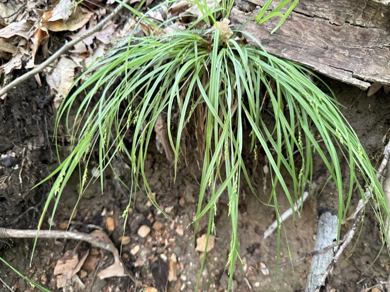 Slender Woodland Sedge photo 4