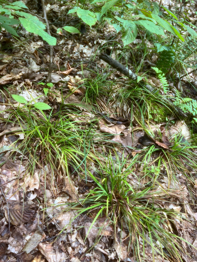 Slender Woodland Sedge photo 5