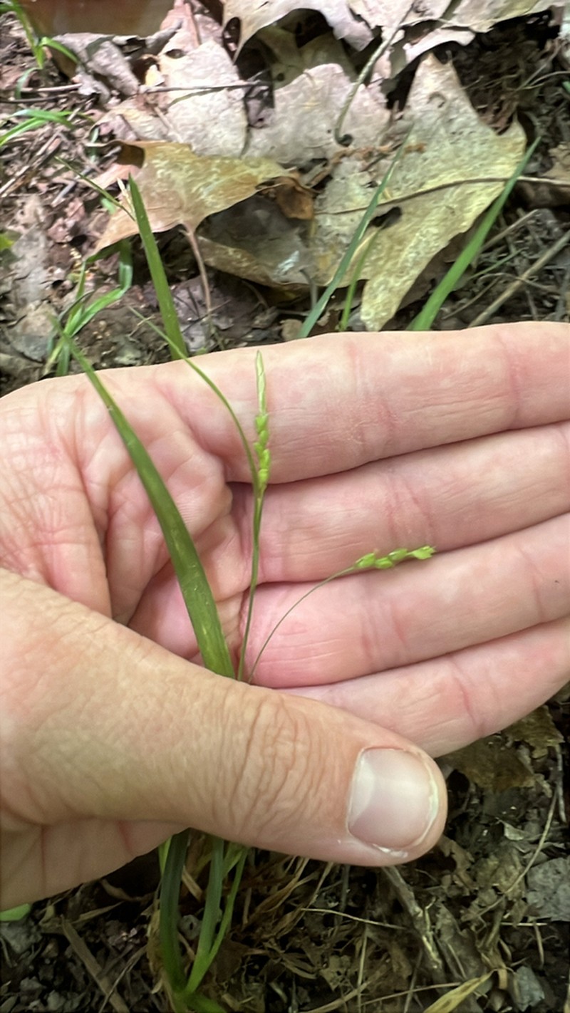 Slender Woodland Sedge photo 6