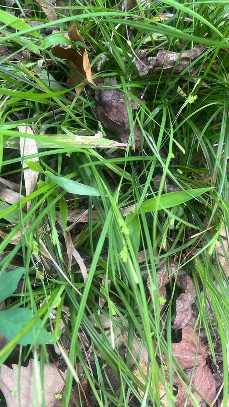 Slender Woodland Sedge photo 7