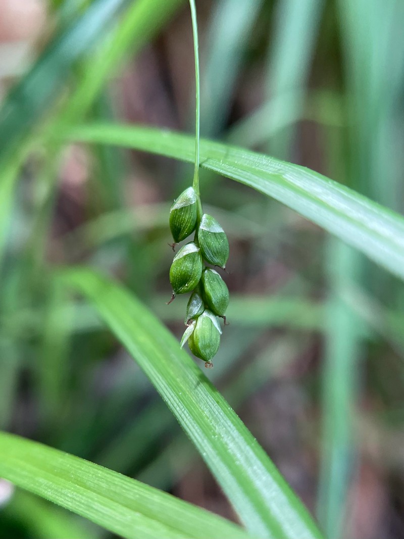 Carex digitalis var. digitalis