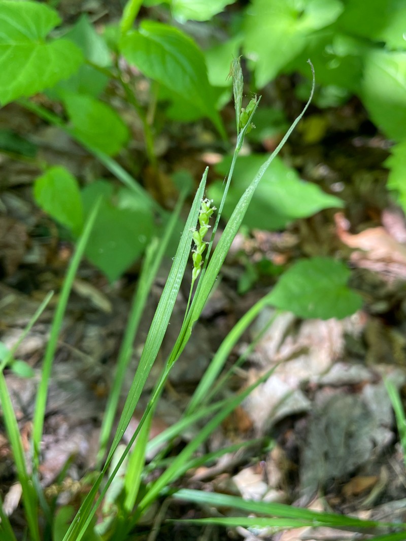 Carex digitalis var. digitalis photo 2