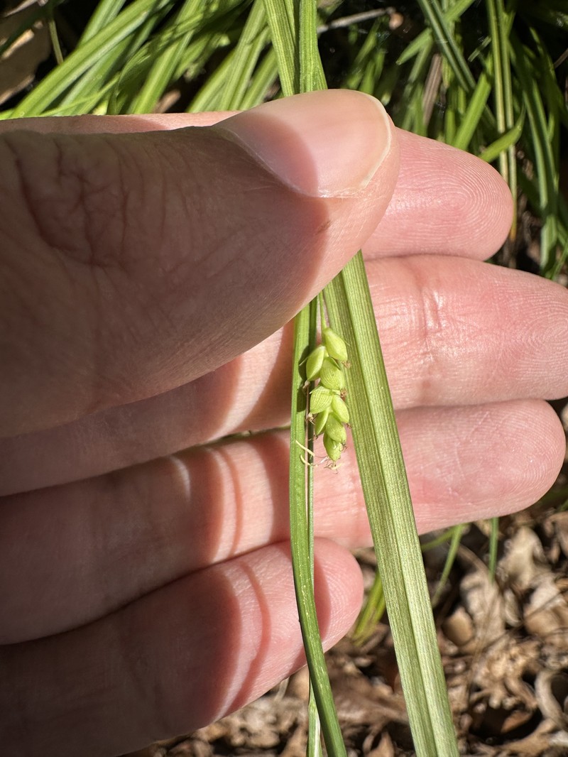Carex digitalis var. floridana