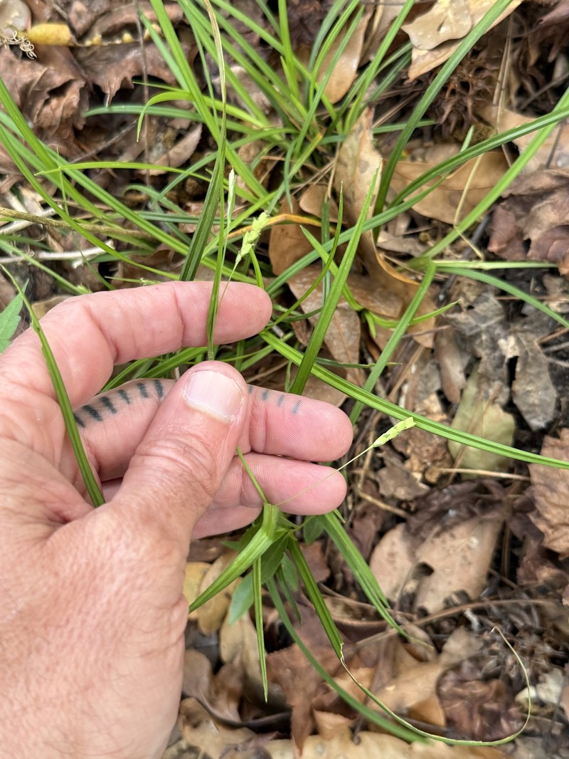 Carex digitalis var. floridana photo 2