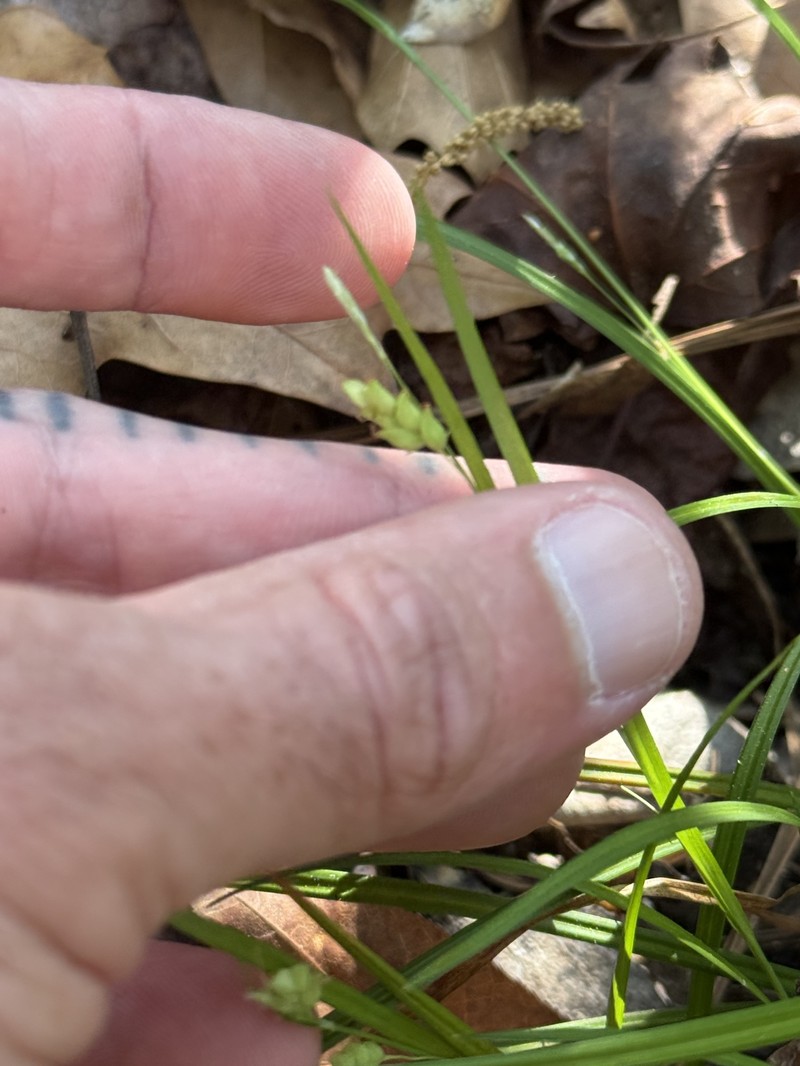 Carex digitalis var. floridana photo 3