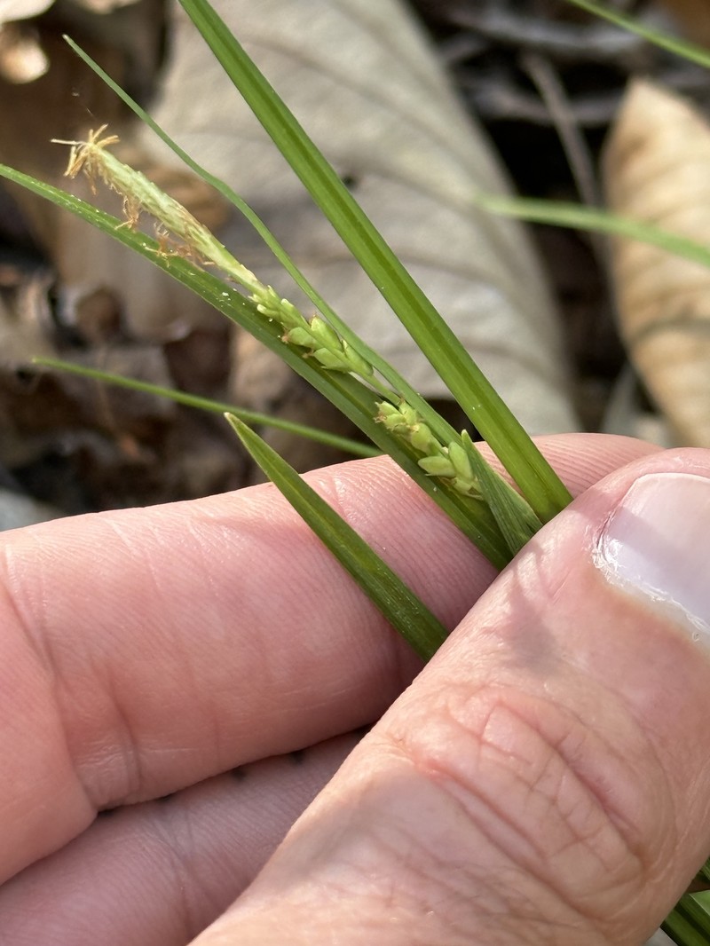 Carex digitalis var. floridana photo 5