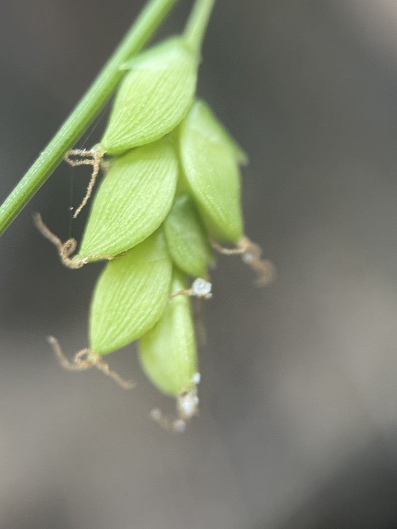 Carex digitalis var. floridana photo 6