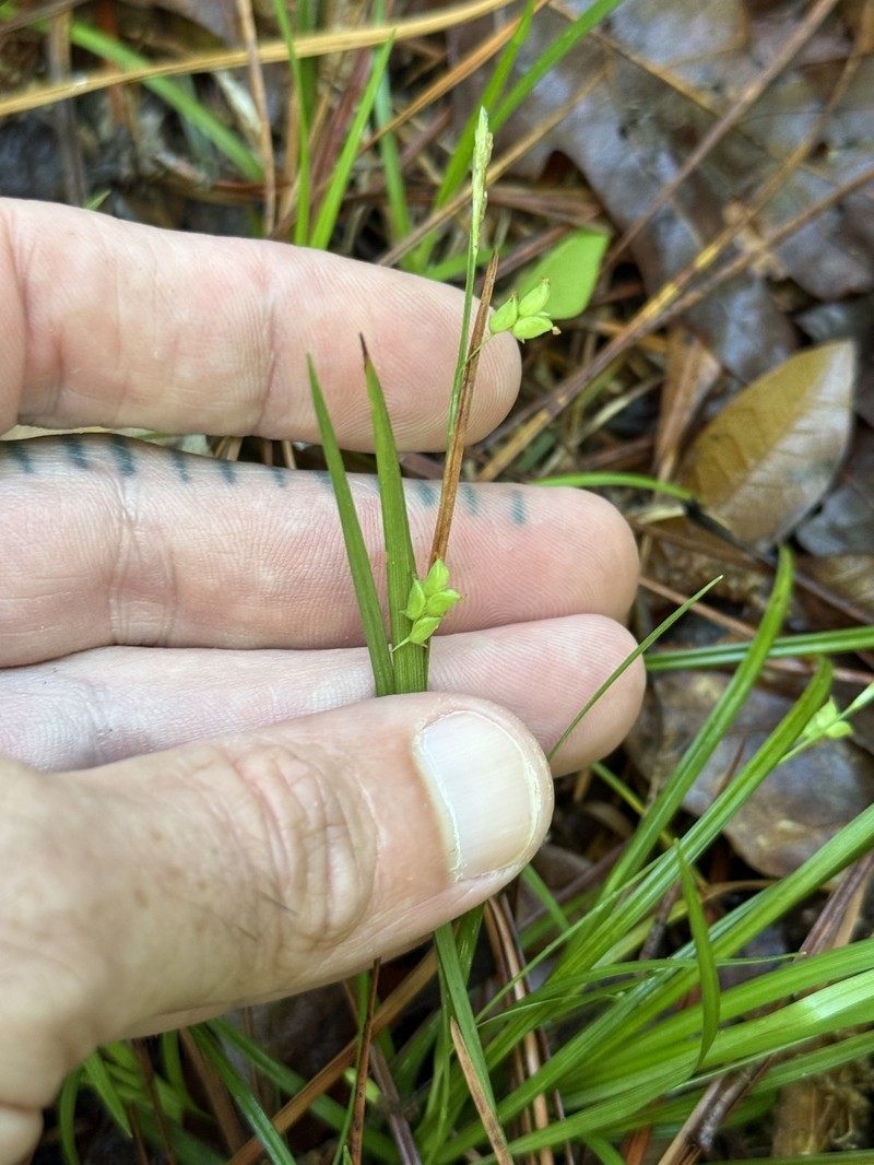 Carex digitalis var. floridana photo 8