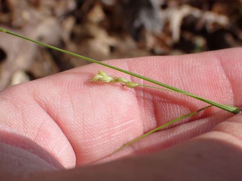Carex digitalis var. macropoda