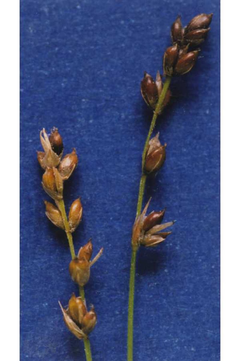 Softleaf Sedge